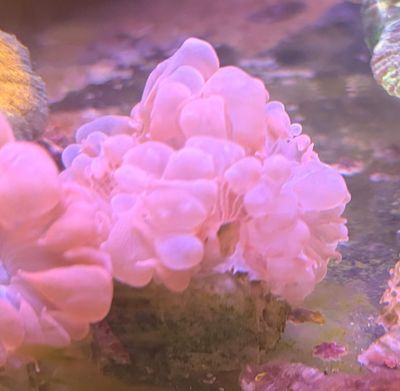 Plerogyra Bubble Coral Frag