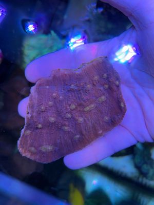 Golden Eye Chalice (Pink with Yellow Dots) Frag