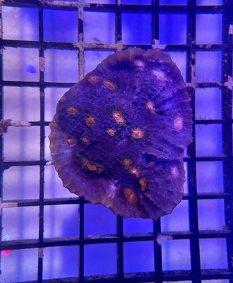 Chalice Purple &amp; Green with Orange Dots Frag