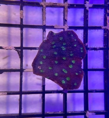 Chalice Purple with Green Dots Frag