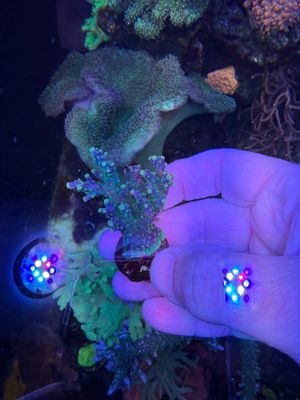 Acropora Purple &amp; Green Frag