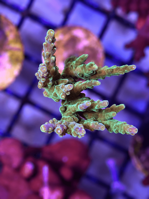 Acropora Purple &amp; Green Frag