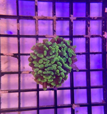 Green Hammer Coral Frag