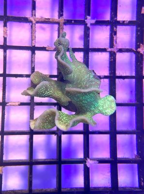 Pavona Green Cactus Coral Frag