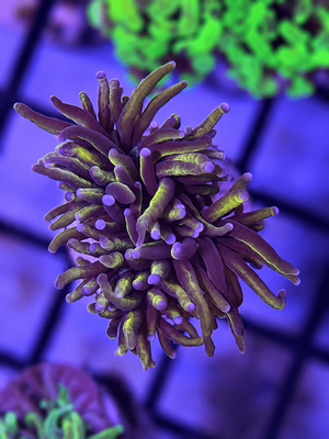 Euphyllia Glabrescens 24K Torch Coral