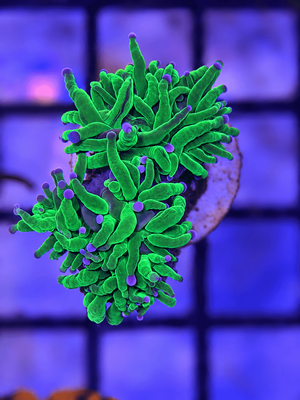 Euphyllia Glabrescens Holy Grail Torch Coral