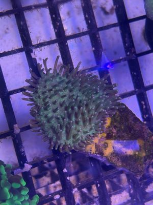 Sarcophyton Green Toadstool Coral Frag