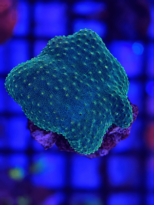 Sarcophyton Green Toadstool Coral Frag