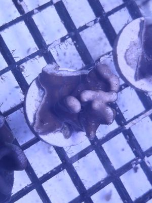 Blue Ridge Coral Frag (Heliopora coerulea)