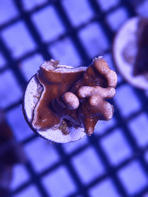 Blue Ridge Coral Frag (Heliopora coerulea)