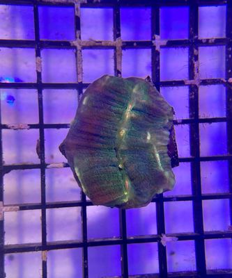 Chalice (Green with Yellow Dots) Frag