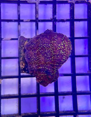 Goldmeister Chalice (Red with Yellow Dots) Frag