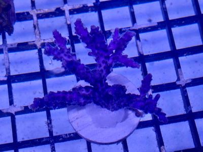 Acropora Purple Frag