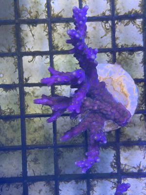Acropora Purple Frag