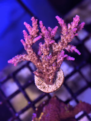 Acropora Purple Frag