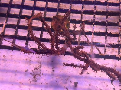 Gorgonian Coral Frag