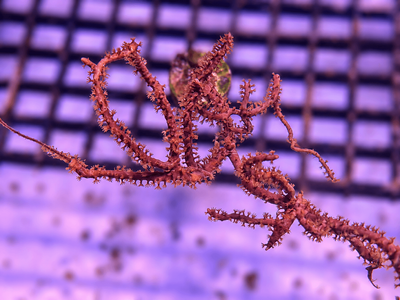 Gorgonian Coral Frag
