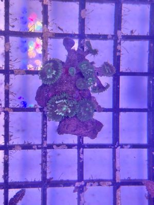 ​Green Palythoa Coral Frag