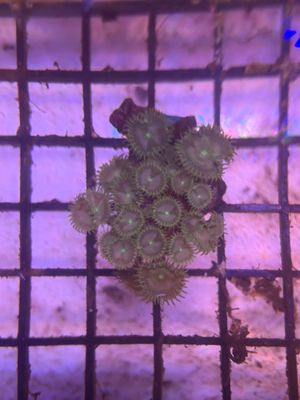 ​Green Palythoa Coral Frag