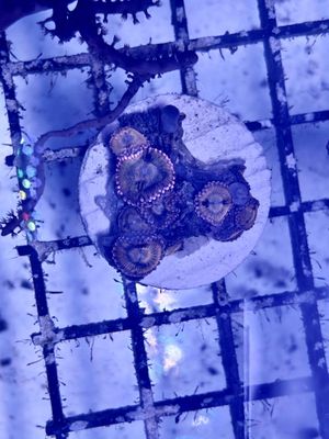 Sakura Sunrise Zoa Frag