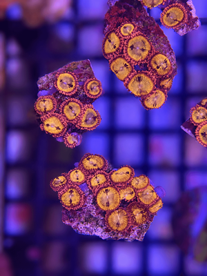 Sakura Sunrise Zoa Frag