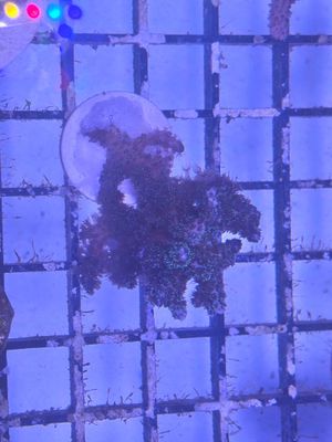 Green Birdsnest Coral (Seriatopora) Frag