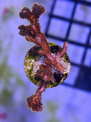 Green Birdsnest Coral (Seriatopora) Frag