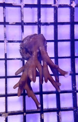 Fire Coral (Millepora) Frag