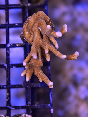 Fire Coral (Millepora) Frag