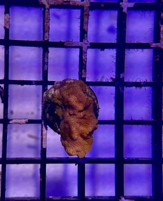Orange Leptoseris Coral Frag