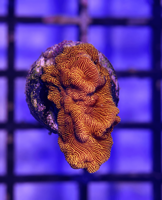 Orange Leptoseris Coral Frag