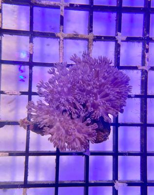 Encrusting Xenia Coral Frag