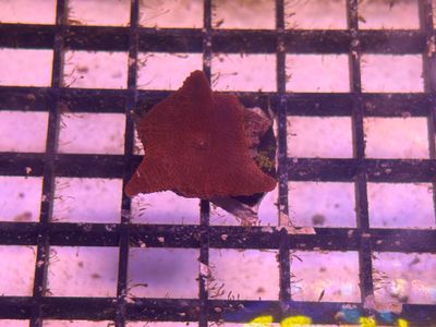 Red Discosoma Mushroom Coral (per leaf)