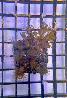 Yellow Polyp Coral (Parazoanthus) Frag
