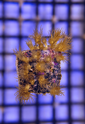 Yellow Polyp Coral (Parazoanthus) Frag
