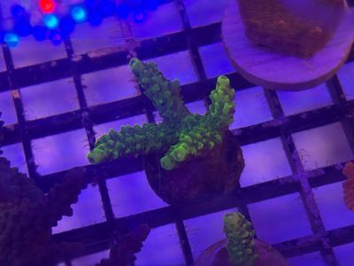 Bali Slimer Coral (Acropora yongei) Frag
