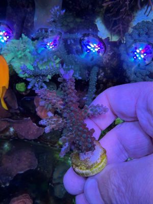 Blue Stag Coral (Acropora sp.) Frag
