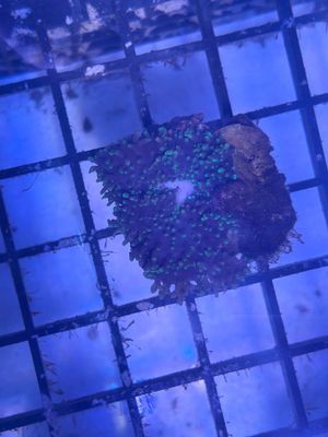 Green Hairy Mushroom Coral (Rhodactis indosinensis) Frag (per leaf)