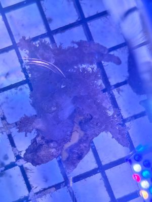 Finger Leather Coral (Sinularia sp.) Frag