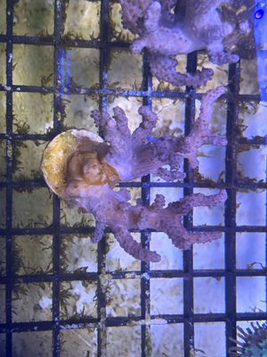 Finger Leather Coral (Sinularia sp.) Frag