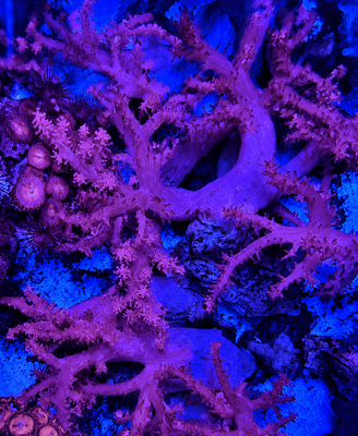 Finger Leather Coral (Sinularia sp.)