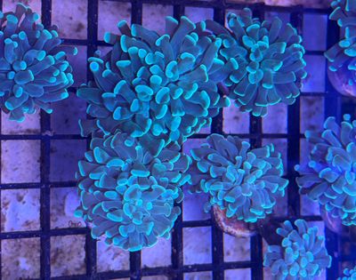 Teal Hammer Coral Frag