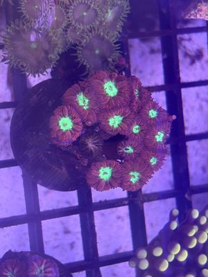 ​Blastomussa Merleti Frag