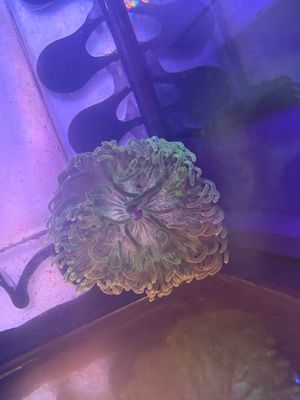 Long Tenticle Anenome