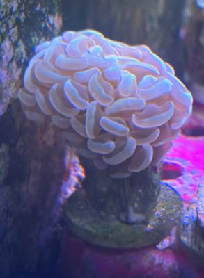 Teal Hammer Coral Frag
