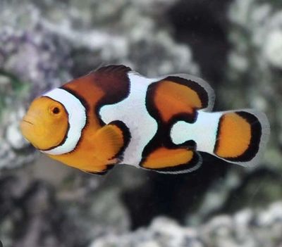 Captive Bred Picasso Percula Clownfish