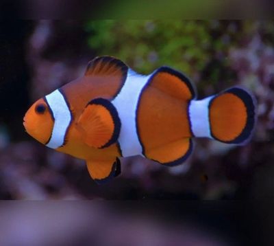Captive Bred Percula Clownfish