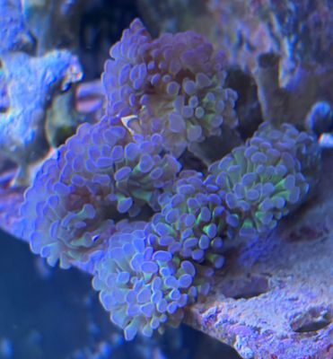 Branching Hologram Hammer (per head)