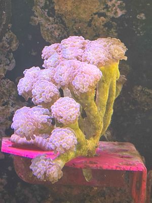 Branching Hologram Hammer Colony