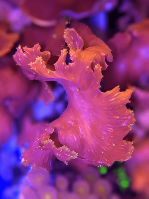 Pink Cabbage Coral Frag (Green polyps)